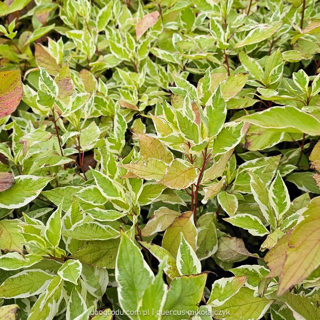 Dereń (Cornus)